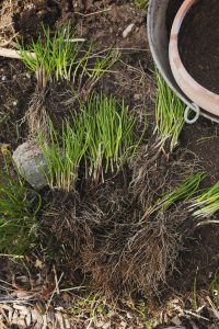 Delad gräslök för att planteras i kruka