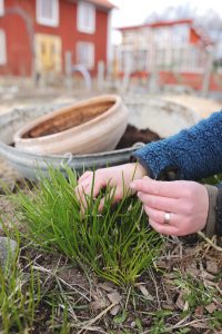 Sara gräver upp gräslök i trädgården