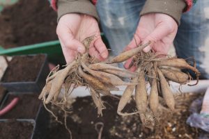 Delade dahliaknölar