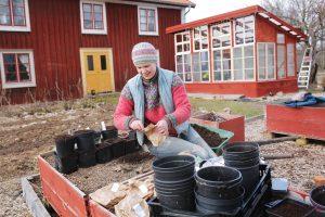 Sara planterar dahliaknölar