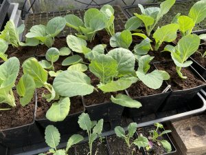 Friska fina kålplantor i svarta krukor.