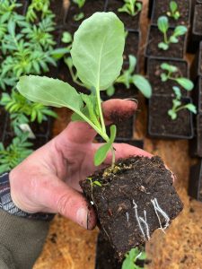 En hand håller en liten kålplanta.