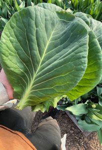 En hand håller flera kålblad.