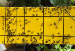 Närbild på gul klisterskiva med svarta små flugor på.