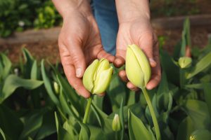 Egenodlade tulpaner
