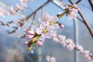 Blommande persikoträd