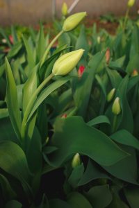 Saras egna tulpanrabatt