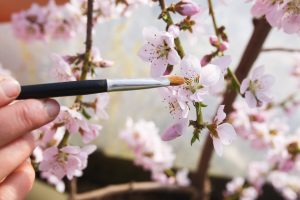 Sara pollinerar persikoträd