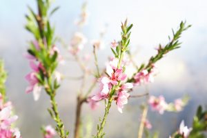 Blommande persikoträd