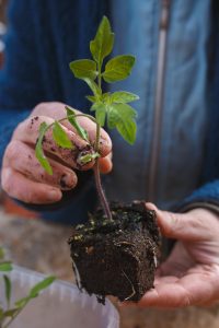 Omplantering av tomater