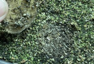 Närbild på larver på jorden.