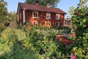 Vacker sommarträdgård framför ett rött hus.