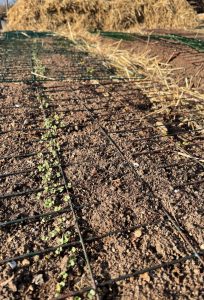 bar jord med pyttesmå gröna pluppar i en rad på marken.