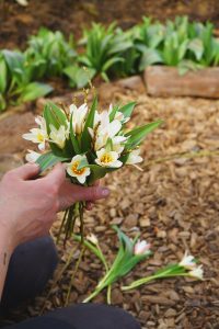 Liten bukett av tulpaner