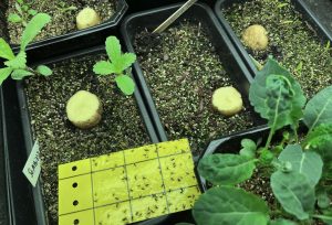 Små krukor med sådder och potatisskivor som ligger på.