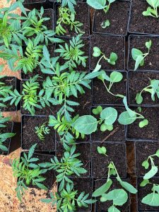 Omplanterade växter i små krukor.