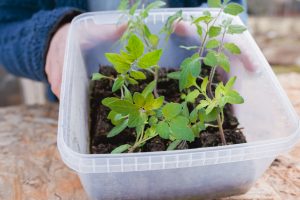 Tomatplantor planterade med soilblockers
