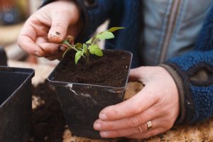 Omplantering av tomater