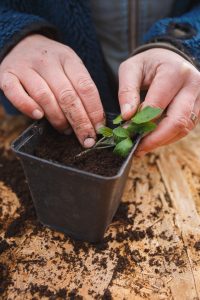 Omplantering av tomater