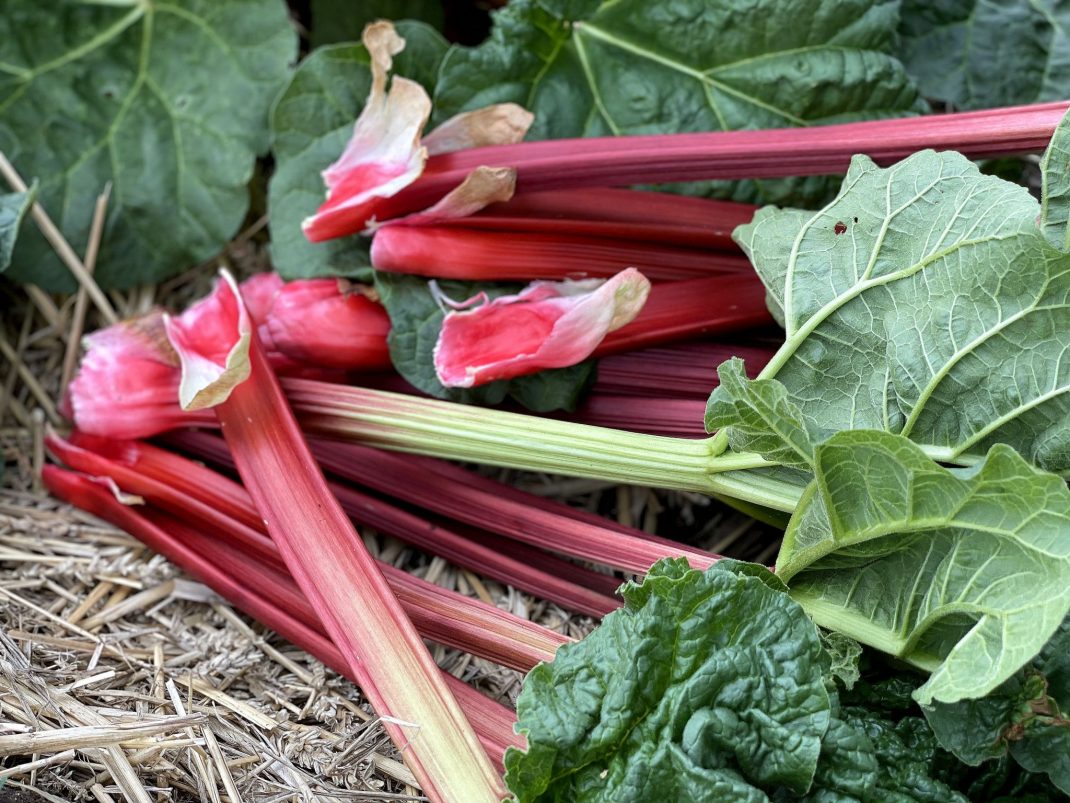 Time to harvest rhubarb, close-up of rhubarb stalks. 