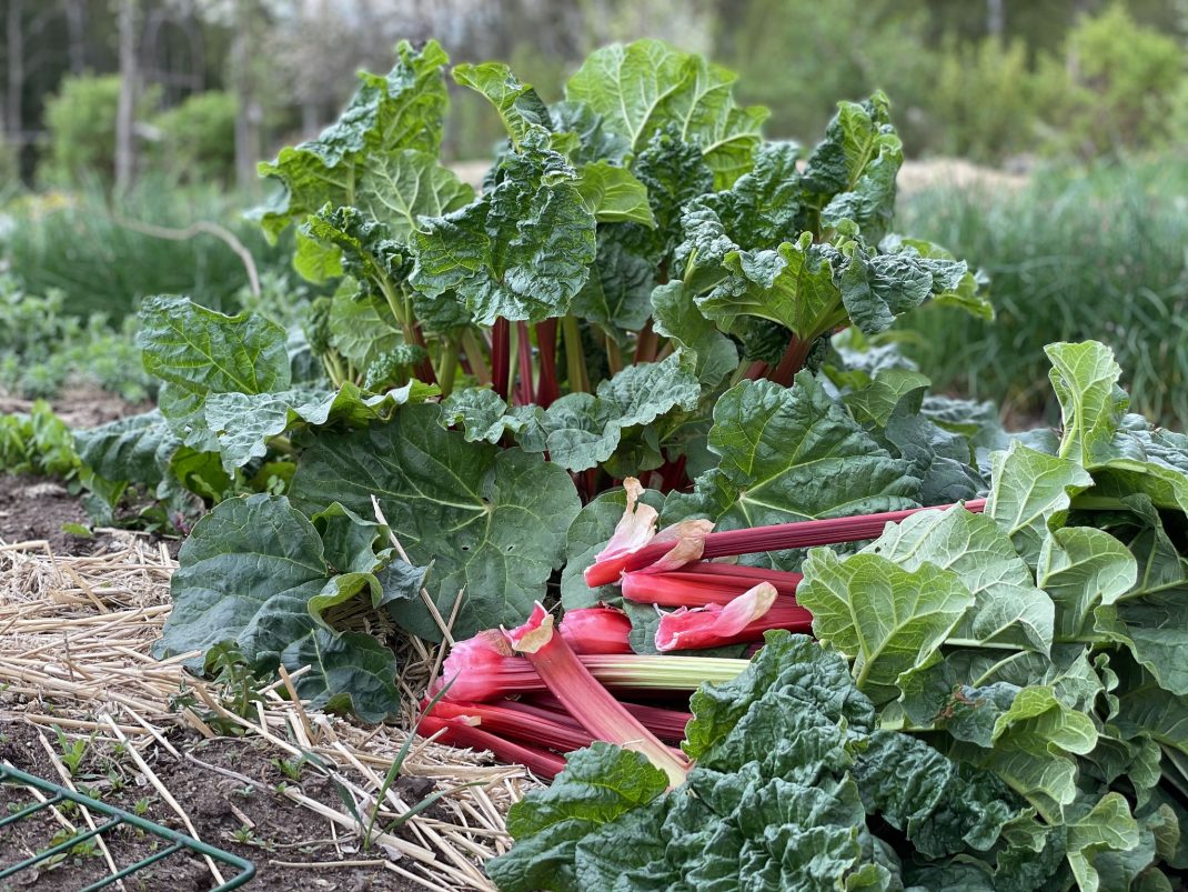 Stor rabarberplanta med skördade stjälkar bredvid. 