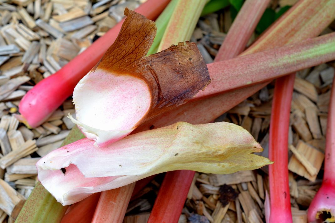 Harvest rhubarb, bottom of stalk.