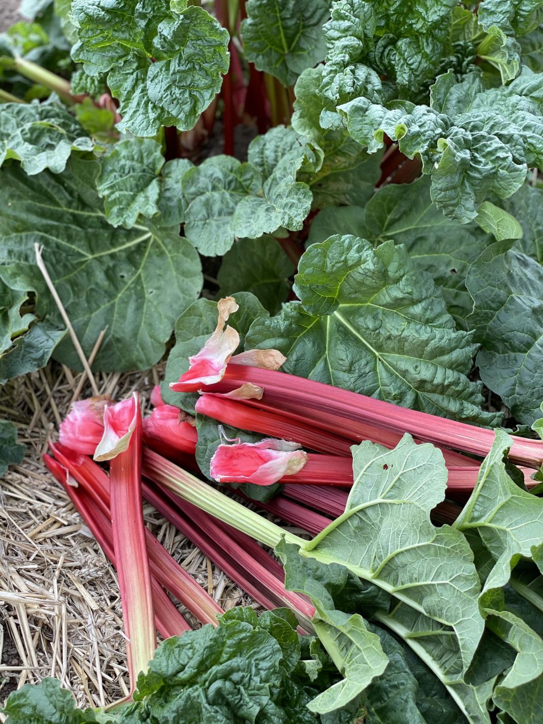 Close-up of rhubarb stalks. 