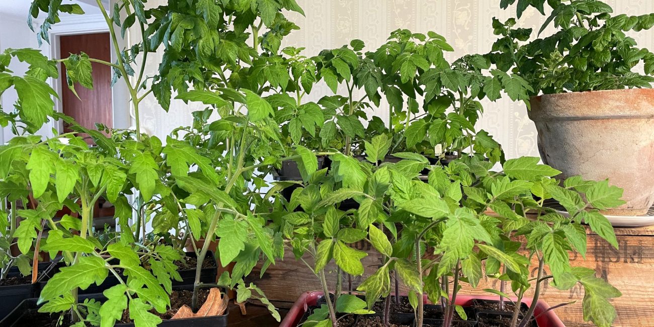Tomatplantor uppradade på ett bord.