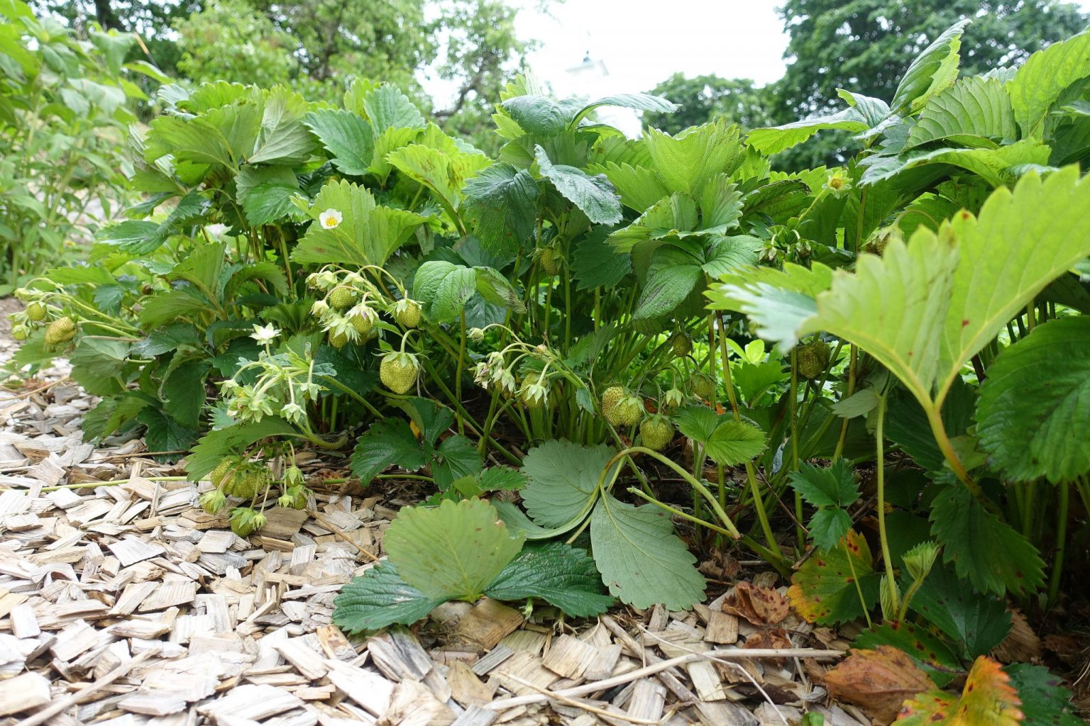 How to Grow Strawberries: 5 Tips! - Sara at Skillnaden's