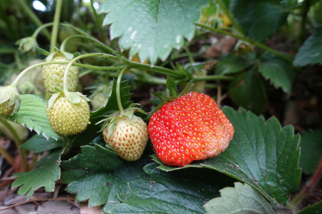 Grow strawberries at home. 