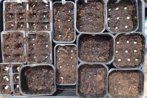 En bricka full med små plastlådor med jord och fröer.