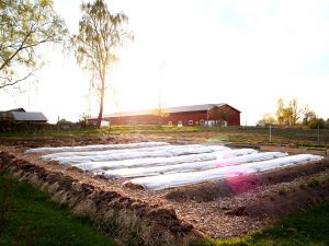 Täckta odlingsbäddar i Rinkaby gårds köksodling.