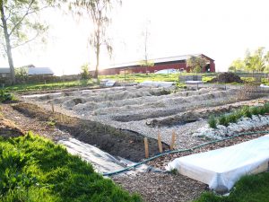 Odlingsbäddar täckta med halm i Rinkaby gårds köksodling.