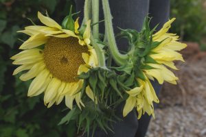 Skördade solrosor till bukett
