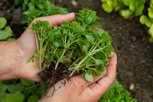 Små basilikaplantor i två händer.