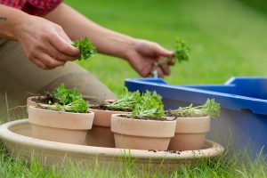 Små basilikaplantor läggs på jordfyllda lerkrukor.