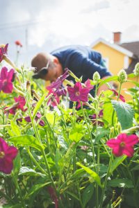 Sara plockar snittblommor