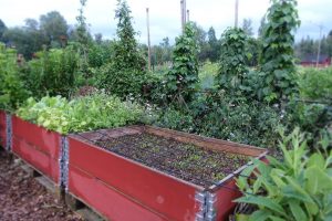 Bild på tom pallkrage i grönska