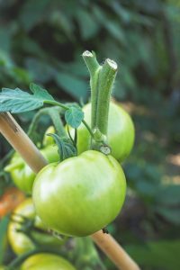 Toppade tomatplantor