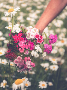 Ett fång borstnejlikor i olika rosa nyanser.