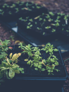 Småplantor i krukor