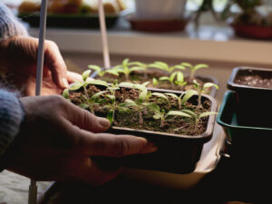 Ett odlingstråg med små tomatplantor sätts under växtbelysning.
