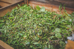 Växtmaterial från kompostkvarnen i komposten