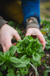 Odla vintersallat att skörda