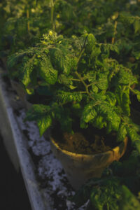 En planta utan angrepp