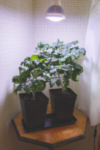 Tomatplantor med växtbelysning