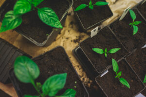 Nyplanterade paprikor