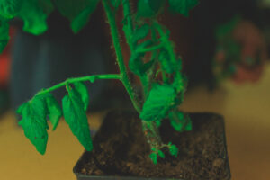 Bladlöss på tomatplanta