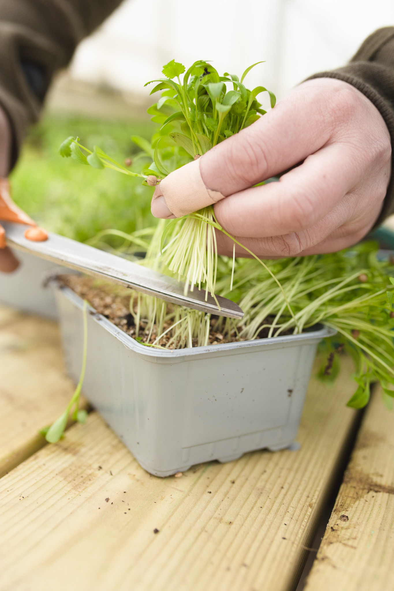 How to Grow Cilantro Microgreens - Sara at Skillnaden's
