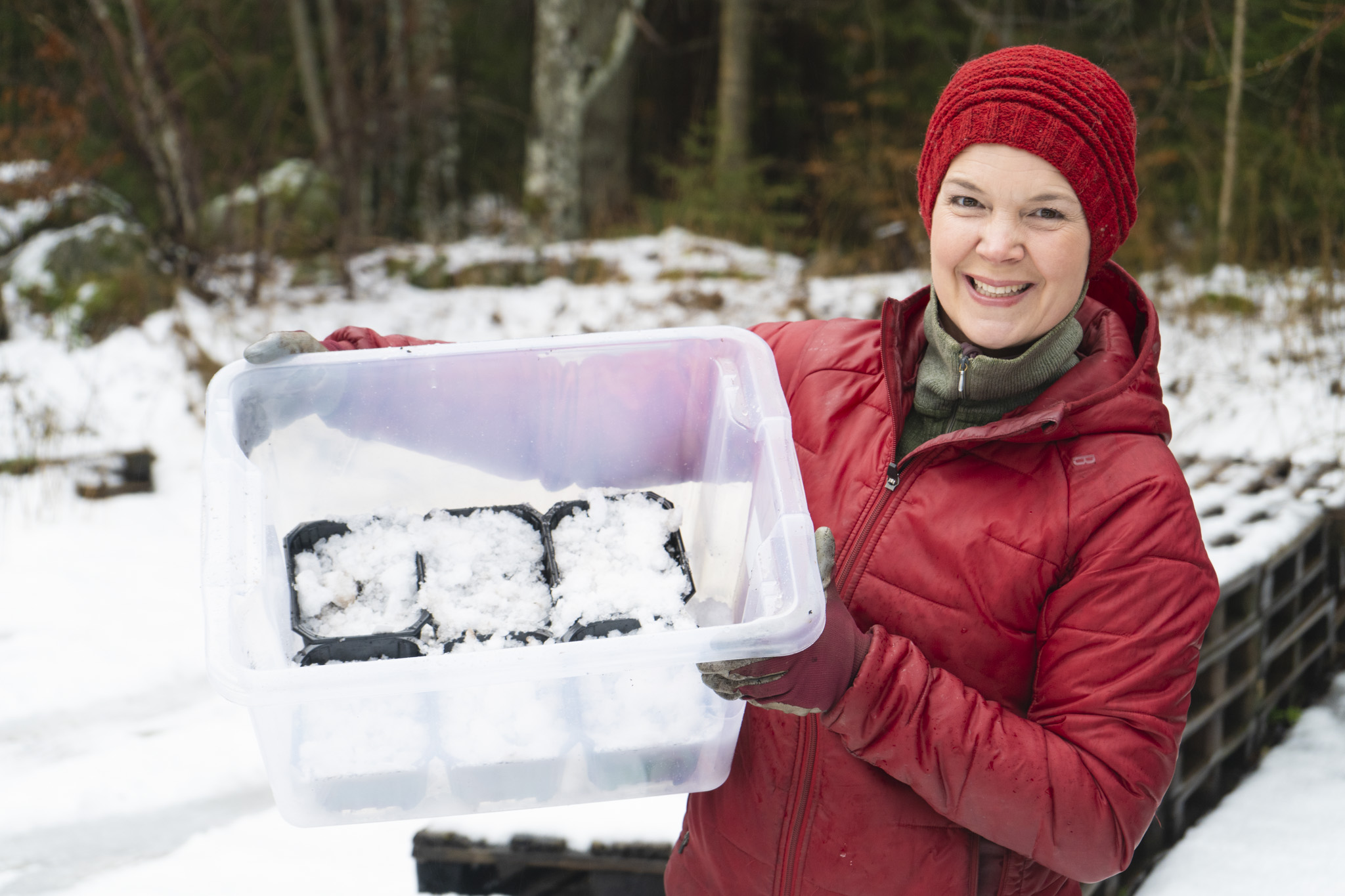 Sara med vintersådd